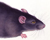 Animals sample 2