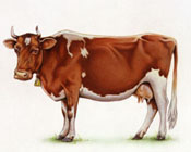 Animals sample 3