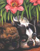 Animals sample 6