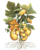 Botanical sample 1