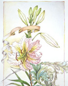 Botanical sample 3