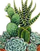 Botanical sample 7