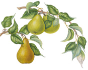 Botanical sample 8