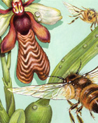 Flora and Fauna sample 6